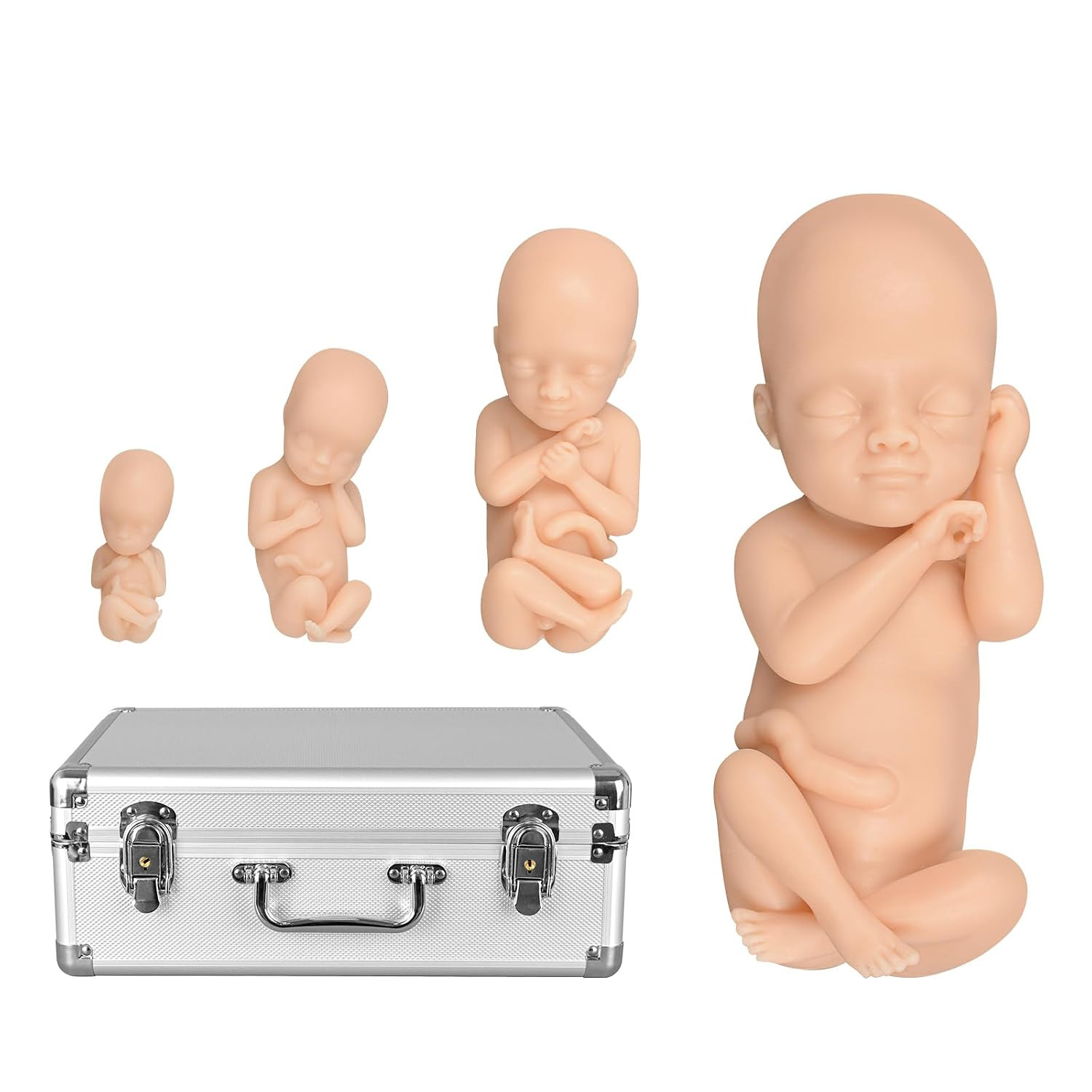 Fetus Teaching Model Set 12 16 22 30 Week Male Pregnancy Education Silicone..