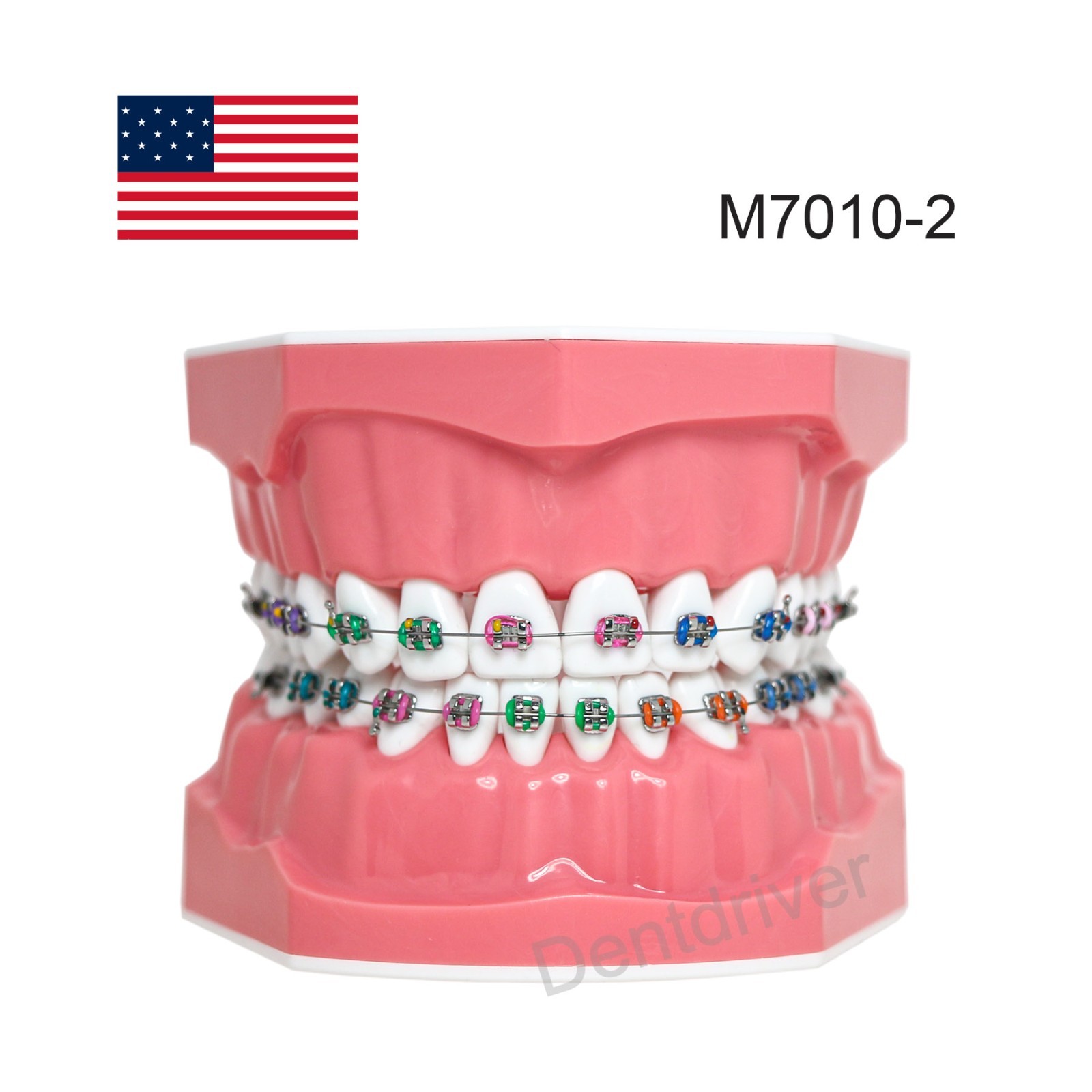US M7010 Series Typodont M7010-1 Hygiene/M7010-2 Orthodontic Bracket Teeth Model