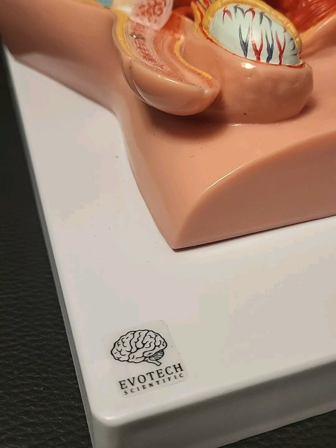 Evotech Scientific Male Pelvis Medical Anatomy Model Male Reproductive System