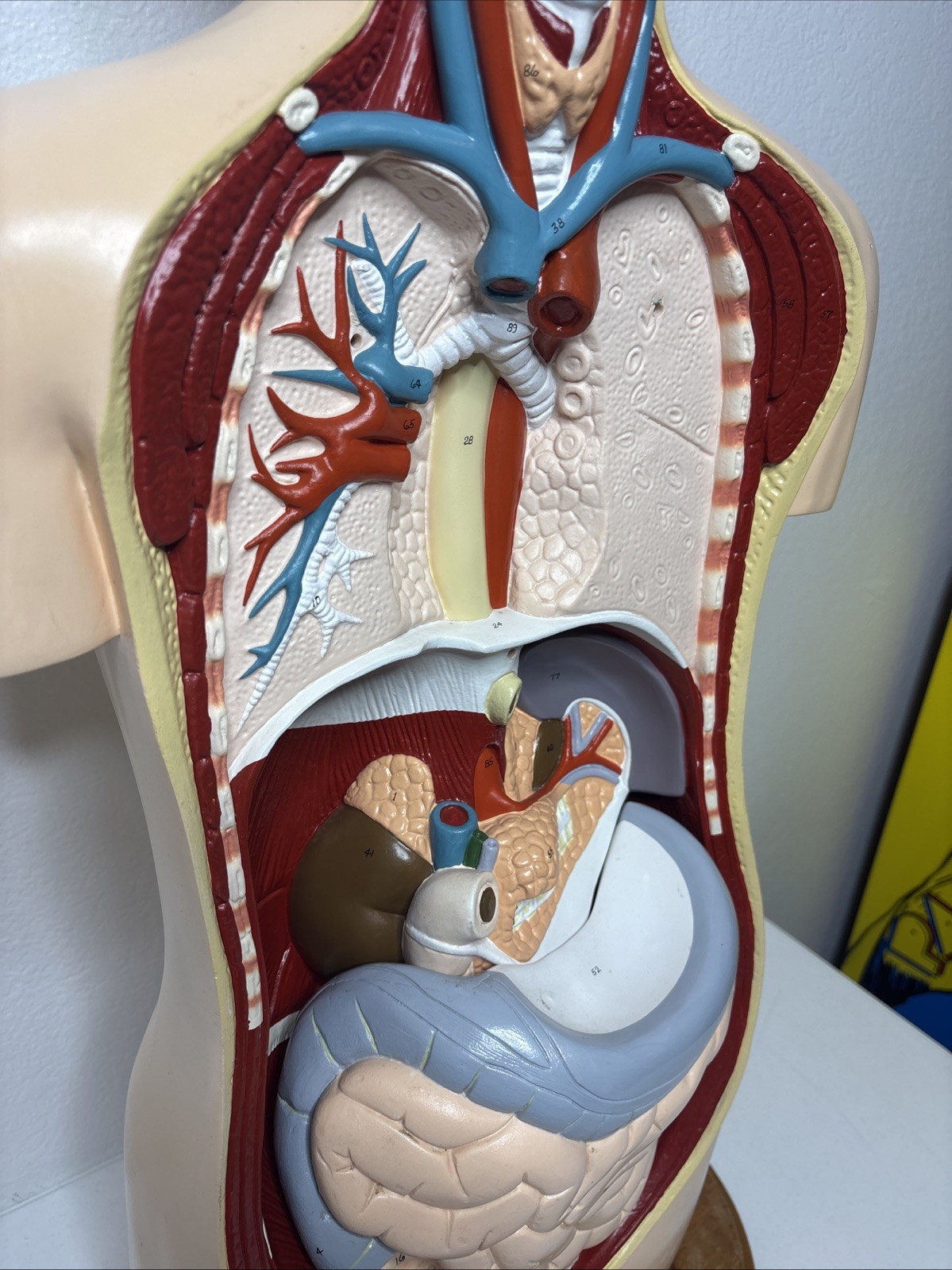 Denoyer-Geppert Body Torso Anatomical Model See Description