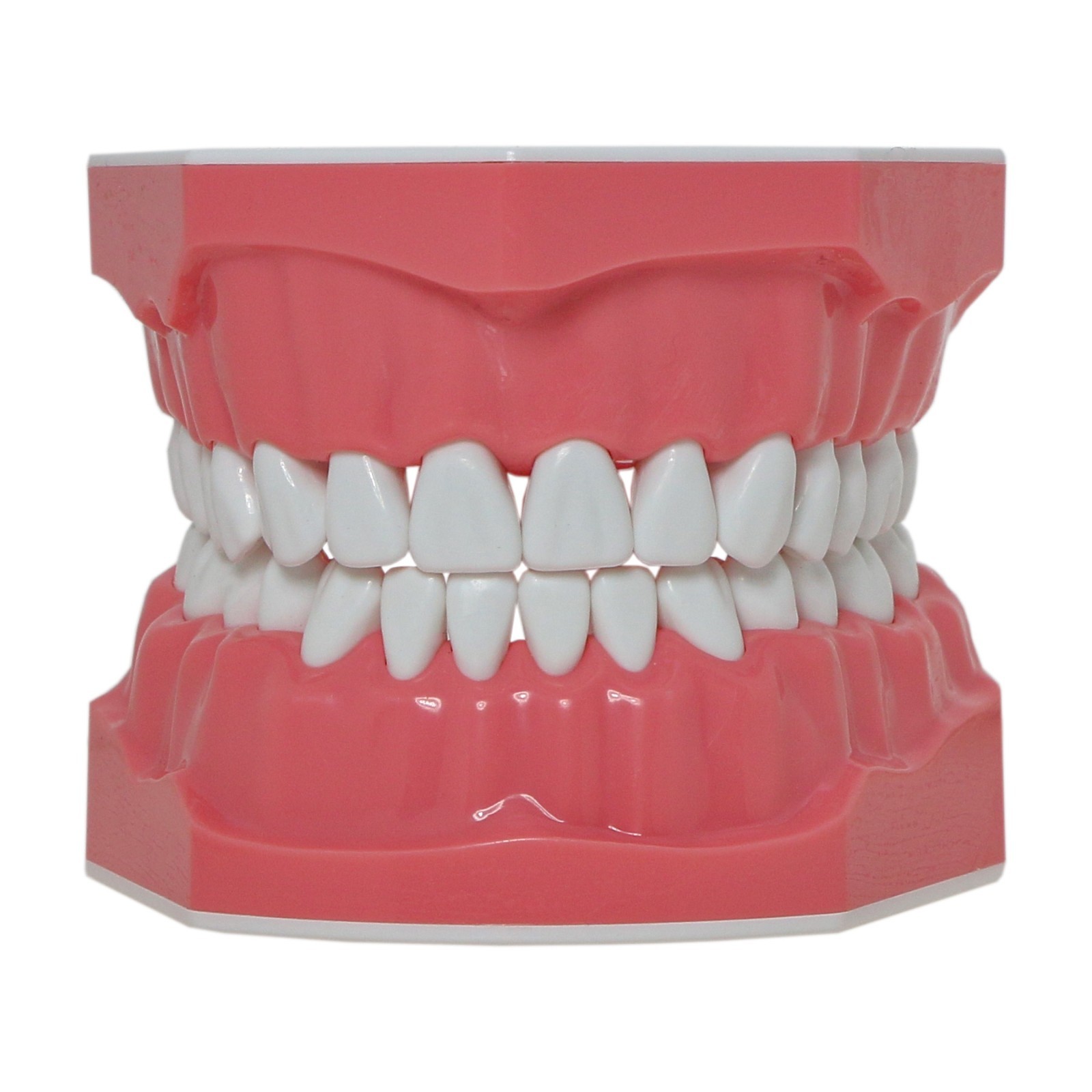Dental Typodont Orthodontic Teeth Model with Brackets Brushing Flossing Practice