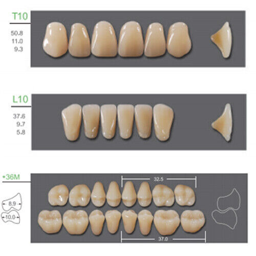 Huge Kaili Synthetic Polymer False Teeth Shade C1 Full Set: 28 teeth/set 4 sets