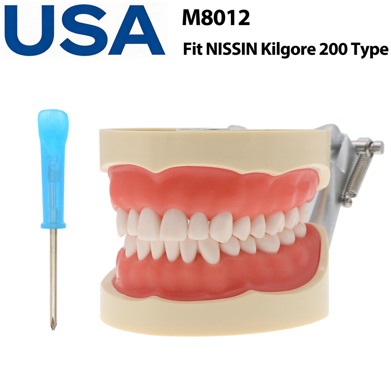 US Dental Typodont Teeth Model Mounting Pole Fit Columbia Kilgore Nissin Frasaco