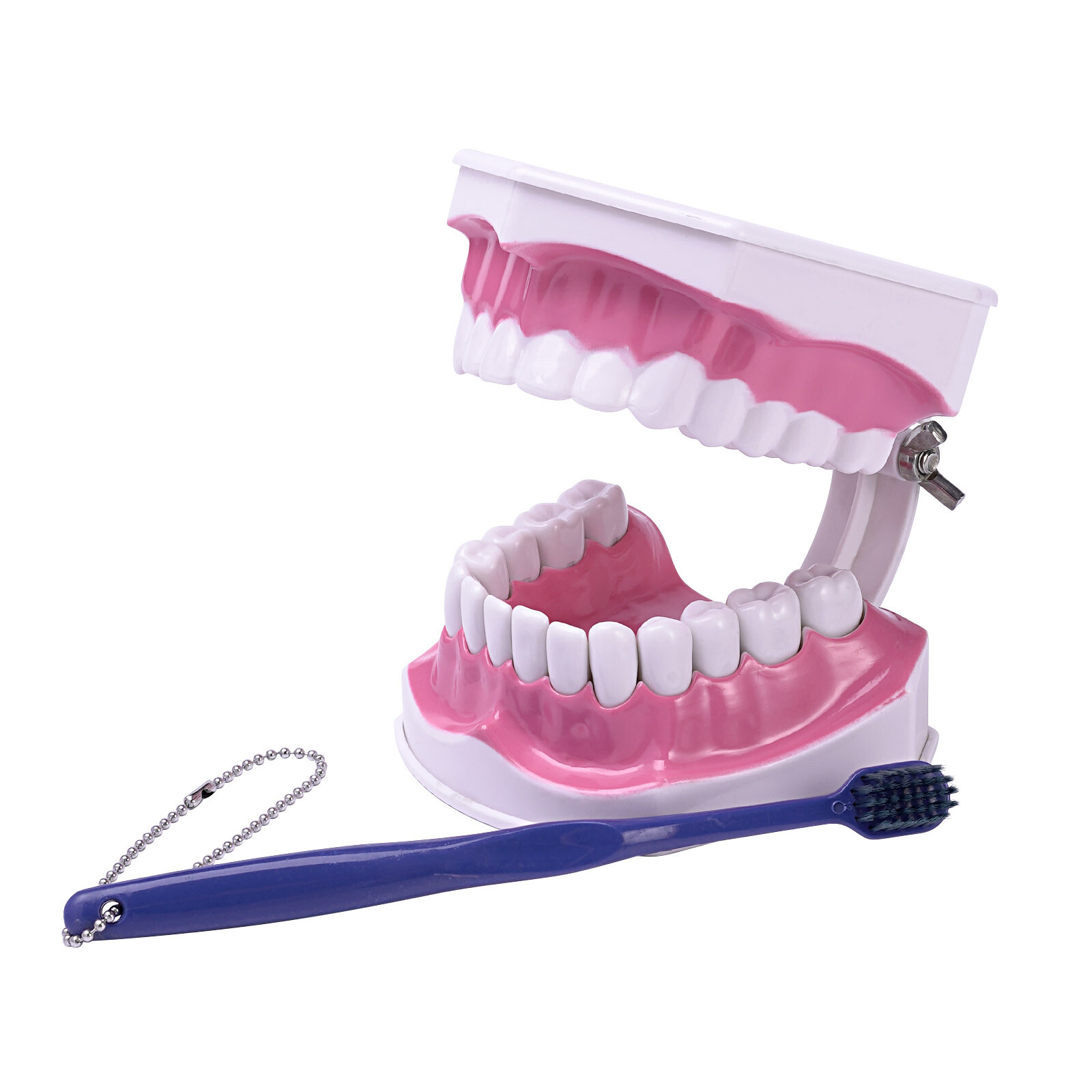 Dental Typodont Demonstration Model Removable 28 Teeth 2 Time Large Study Model