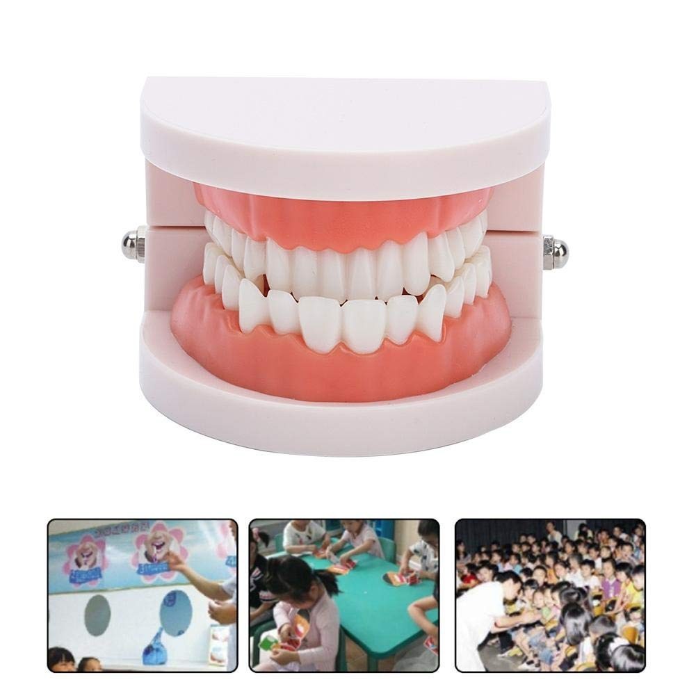 Fake Teeth Model for Teaching | 28 Tooth Typodont | Dentist Demo | BUY!