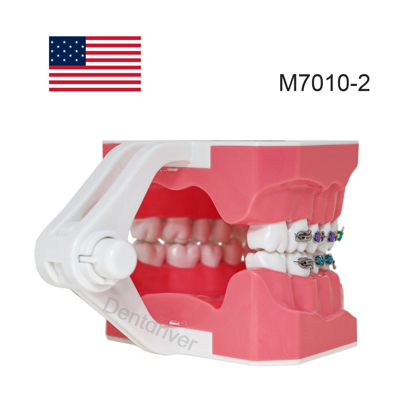 US M7010 Series Typodont M7010-1 Hygiene/M7010-2 Orthodontic Bracket Teeth Model