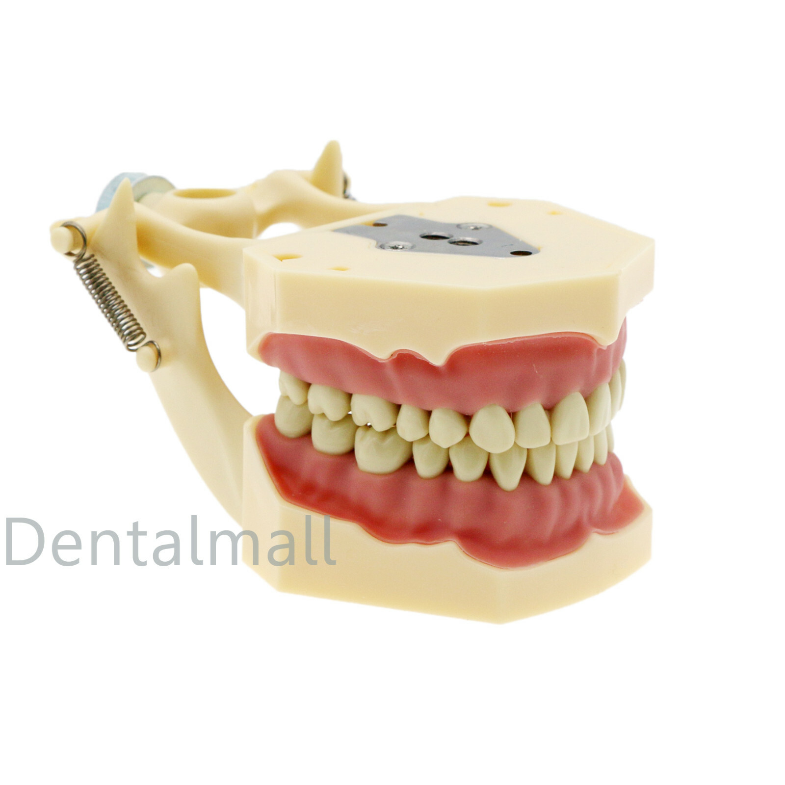 Dental Frasaco AG3 Type Restorative Typodont Model 32pc Marked Teeth M8014-2
