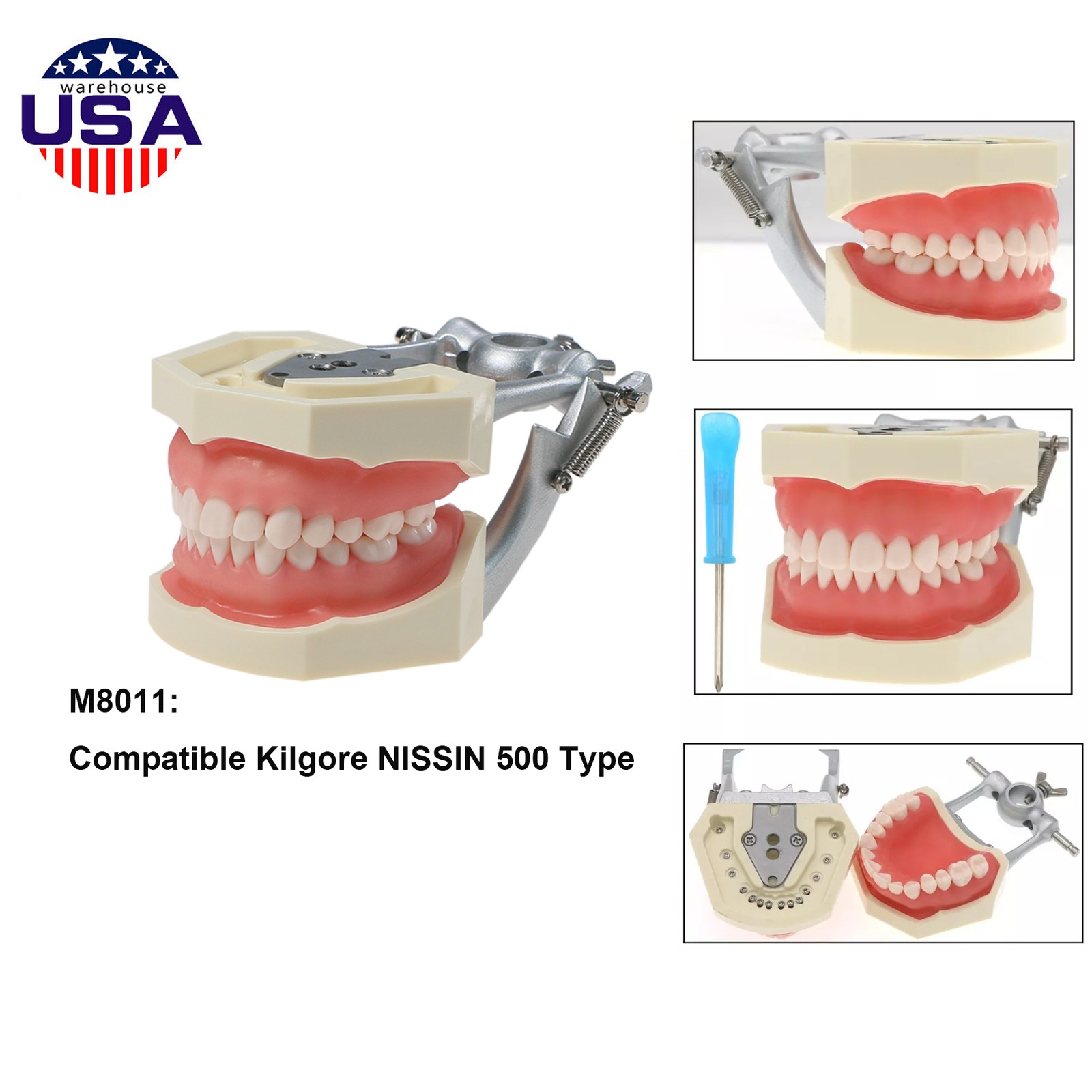 US Dental Overdenture/Implant/Orthodontic Typodont Ortho Training Teaching Model