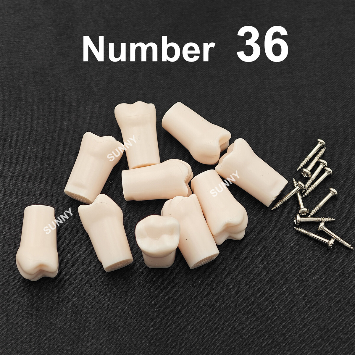 Dental Typodont Teeth Replacement Set of 40 Teeth Kilgore Nissin 500 Fit Screws