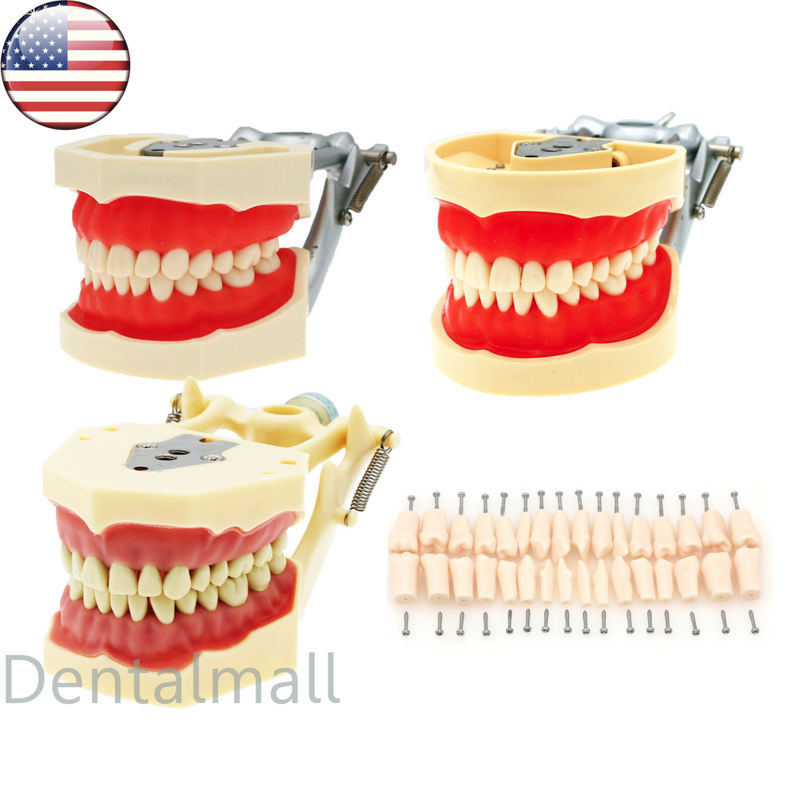 US Dental Preparation Typodont Model fit Kilgore NISSIN 200 500 Frasaco AG3 Type