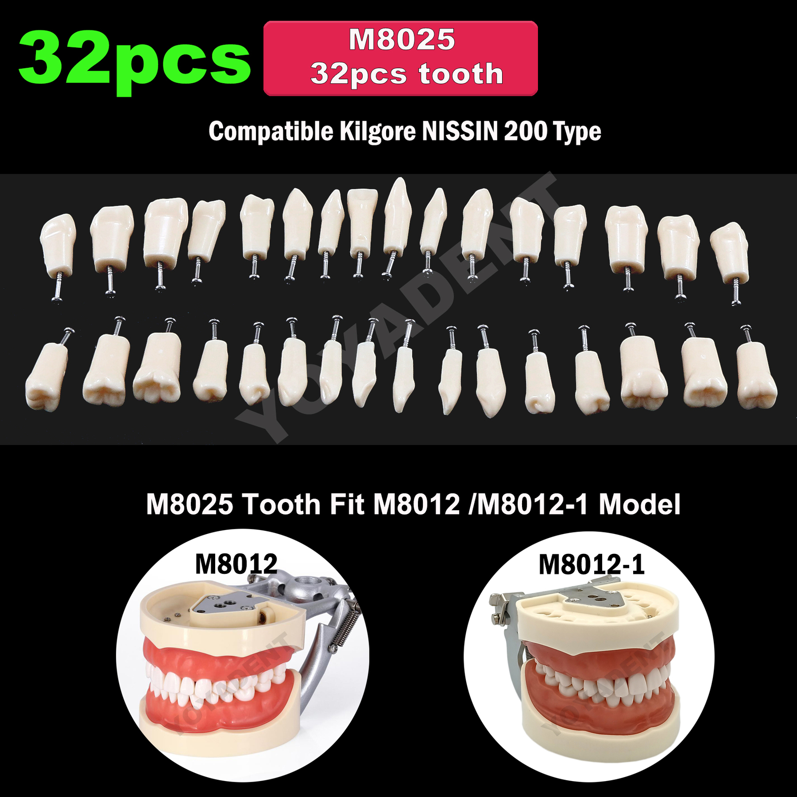 Dental Typodont Replacement Screw-in Teeth Model fit Kilgore NISSIN 200/500 Type