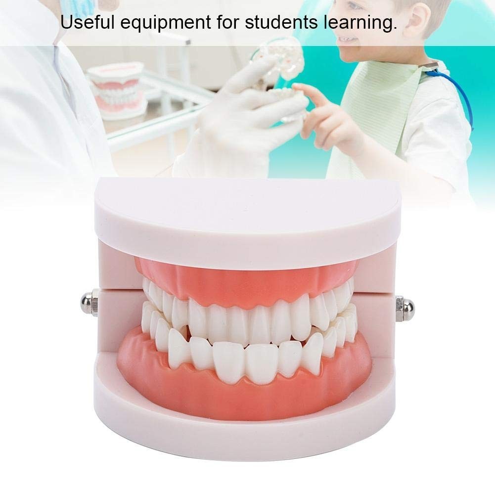 Fake Teeth Model for Teaching | 28 Tooth Typodont | Dentist Demo | BUY!