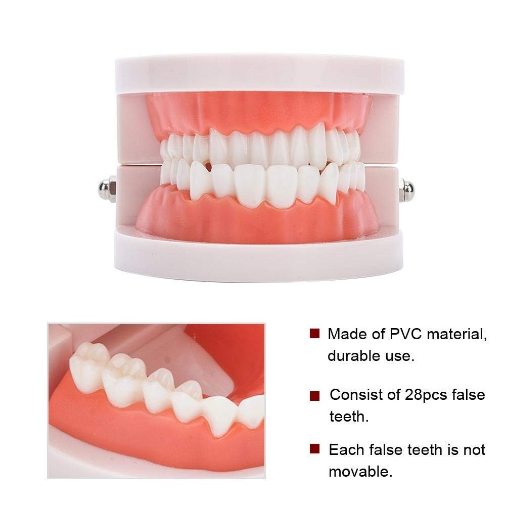 Fake Teeth Model for Teaching | 28 Tooth Typodont | Dentist Demo | BUY!