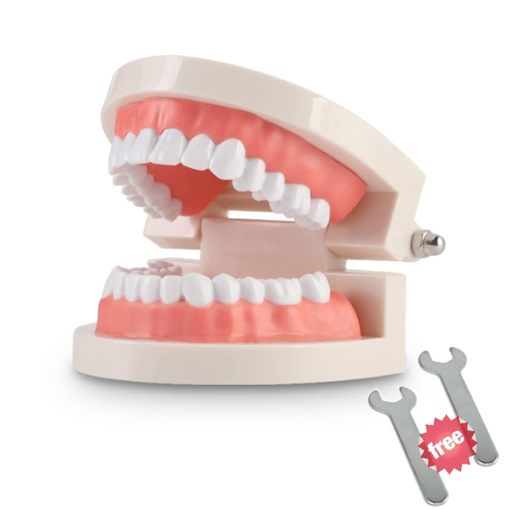 1 Pack Standard Teeth Model Adult Typodont Demonstration Denture…