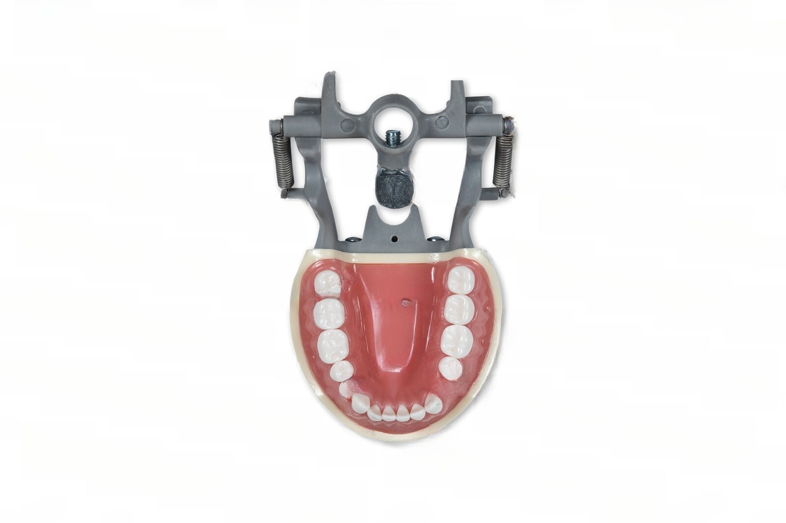 DENTAL TYPODONT MODEL 200 WITH REMOVABLE TEETH KILGORE NISSIN TYPE