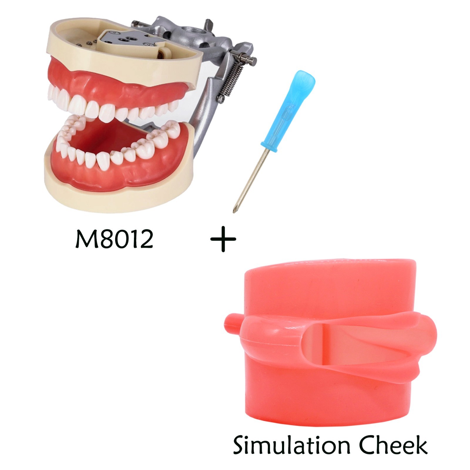 Kilgore Nissin 200/500 Dental Typodont Model With Removable Teeth Mounting Pole