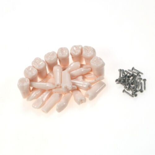 Dental Practice Typodont Teeth Model Removable Teeth 28 pcs Kilgore Nissin