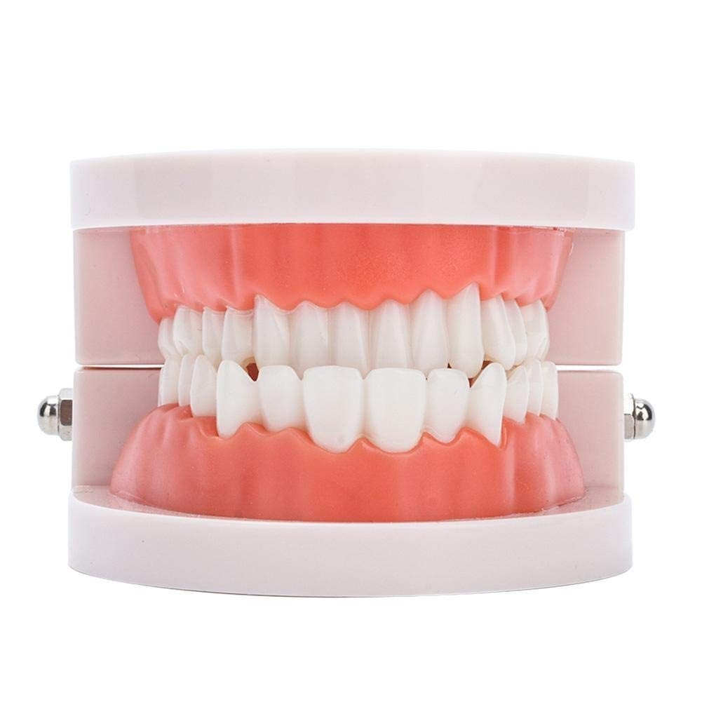 Fake Teeth Model for Teaching | 28 Tooth Typodont | Dentist Demo | BUY!