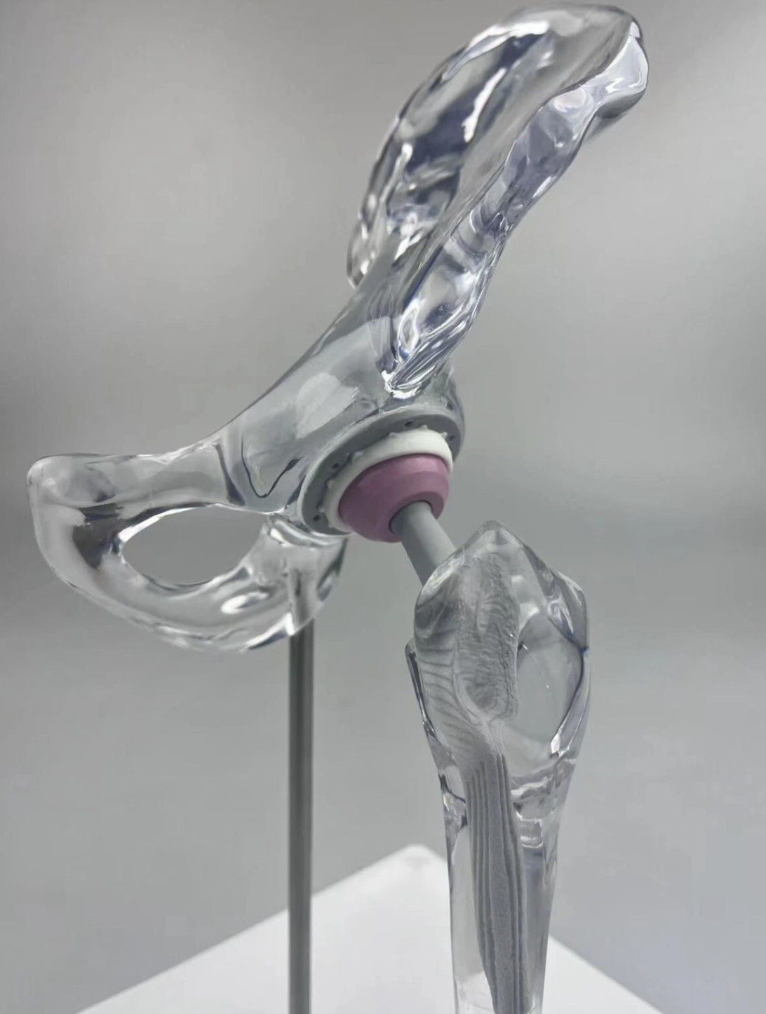 Transparent 1/3 Artificial Hip Joint Replacement Medical Anatomical Demo Model