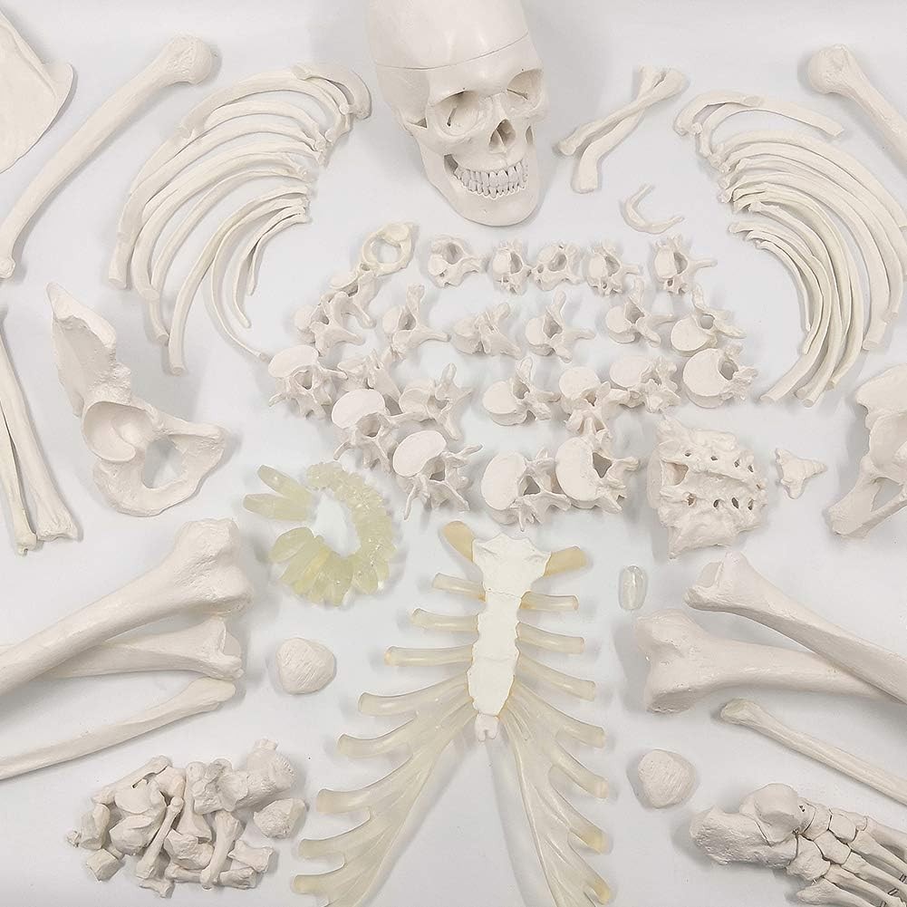Lifesize Human Skeleton Model – 67″ High