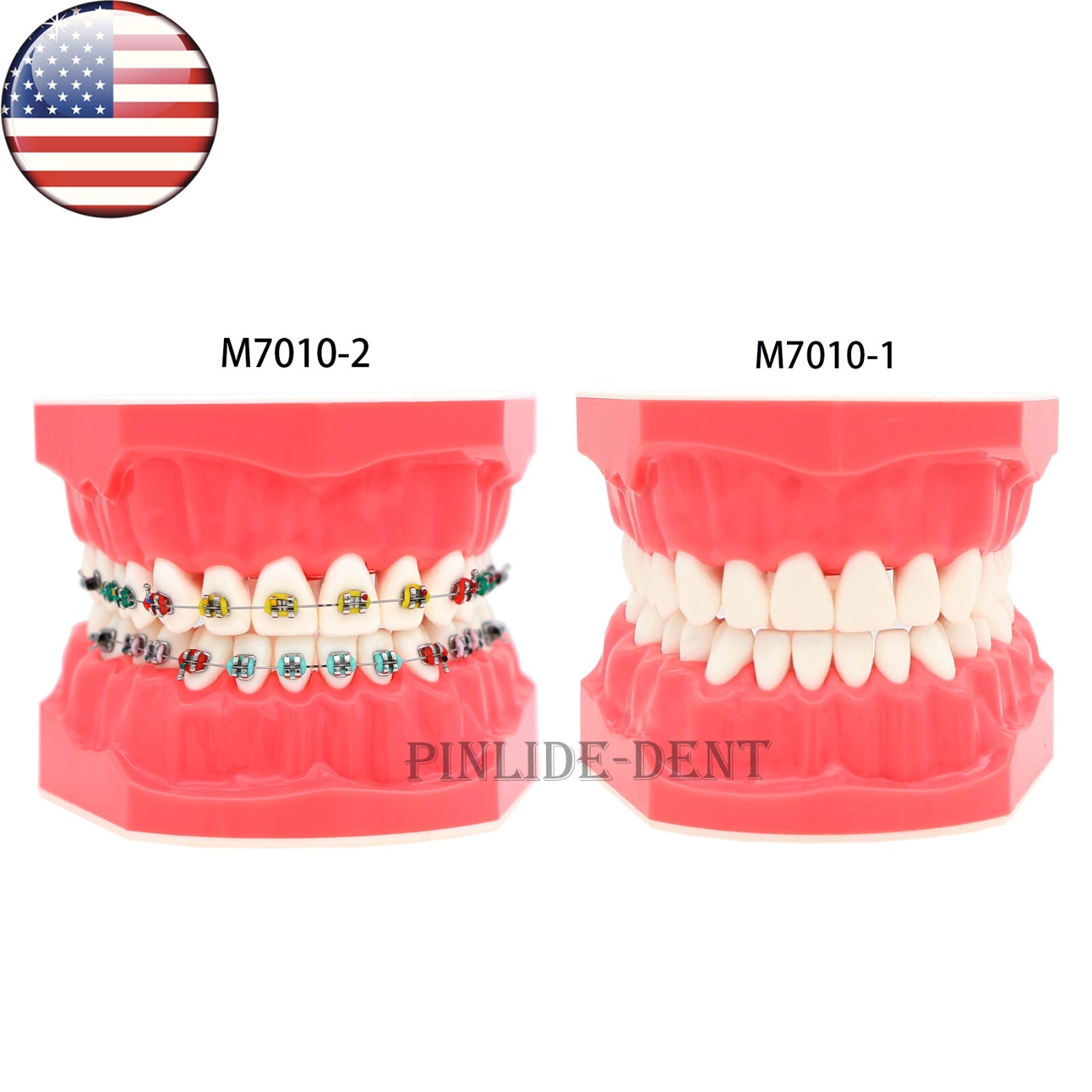 US Dental Orthodontic Model Brushing Flossing Practice Teeth Model with Brackets