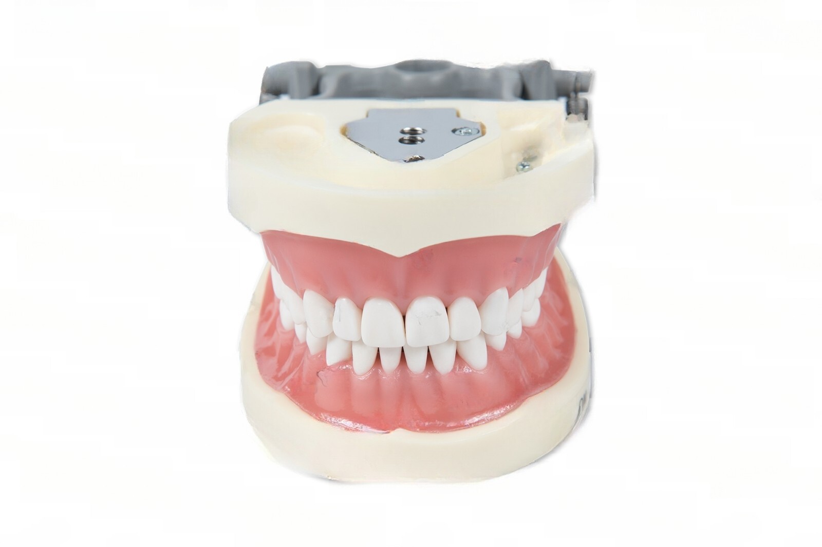 DENTAL TYPODONT MODEL 200 WITH REMOVABLE TEETH KILGORE NISSIN TYPE