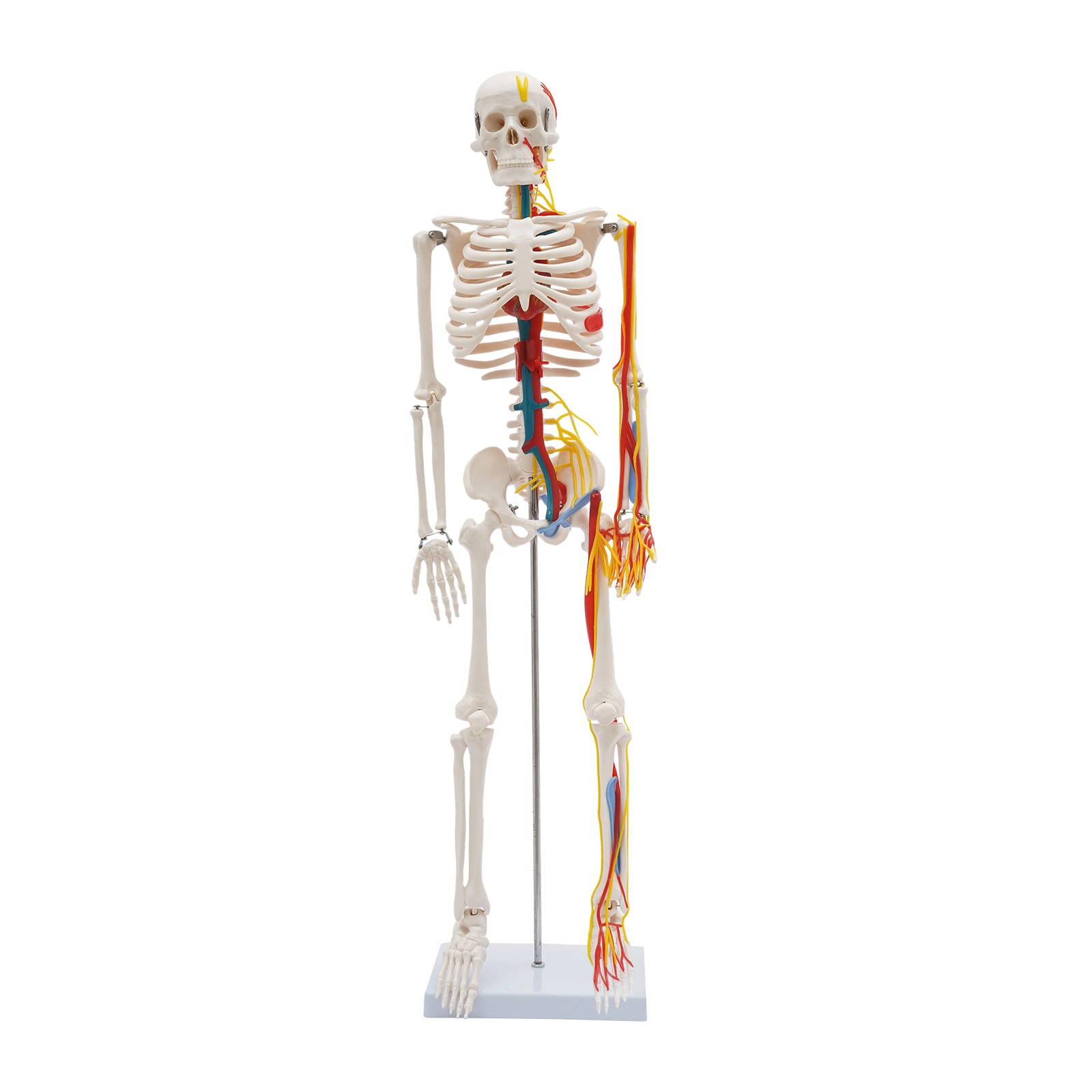 Anatomical Skeleton Model 33.46″, Detachable with Blood Vessels & Base