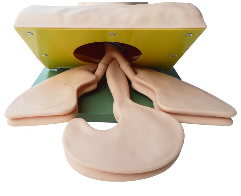 Electronic Model for Endotracheal Intubation Training and Teaching 110V-220V
