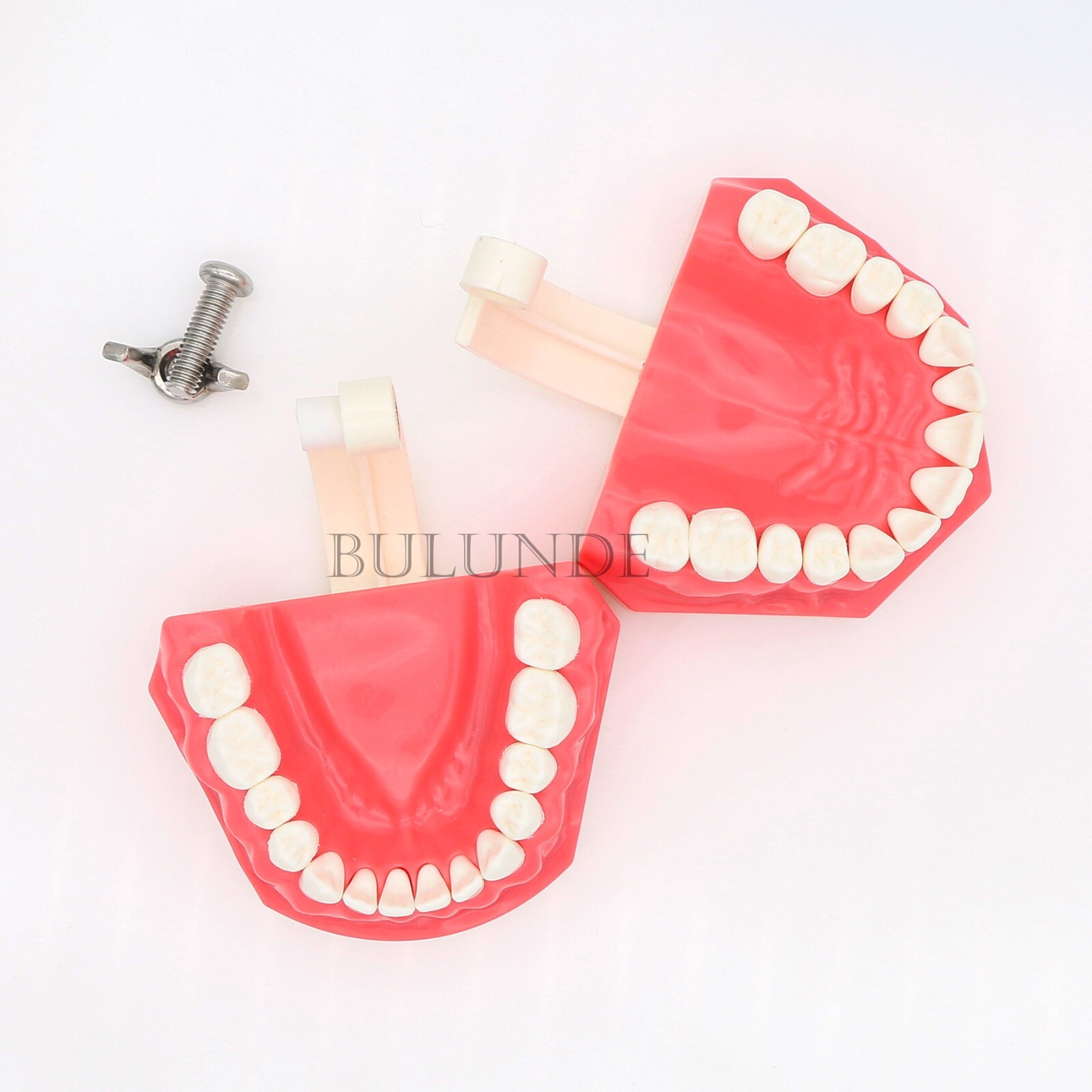 US Dental Teach Typodont Demonstration Teeth Model for Patient Study M7010-1/2