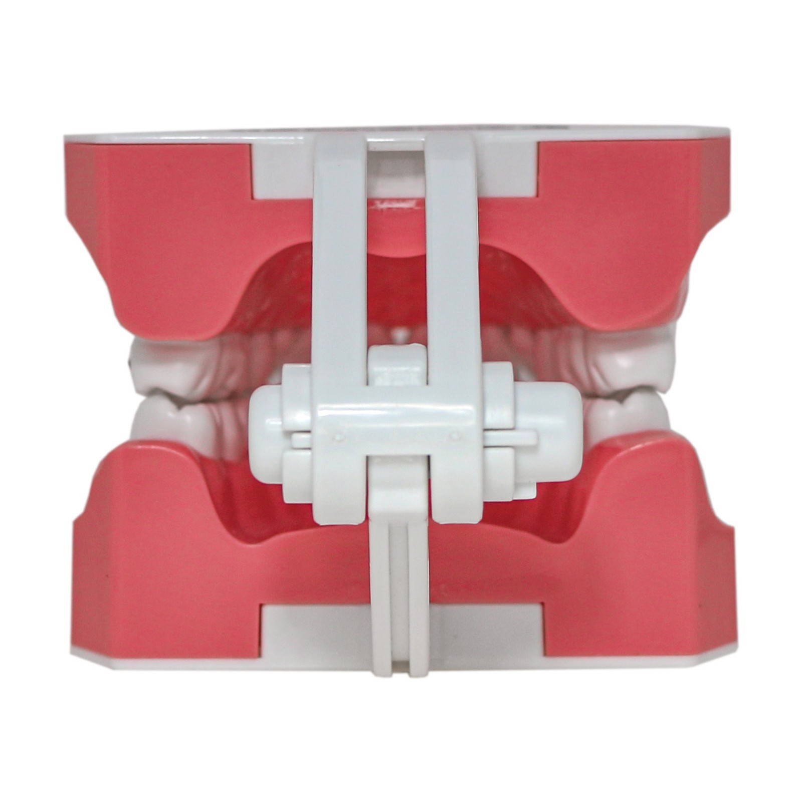 US Dental 1:1 TypodontTeeth Model Orthodontic with Metal Brackets Brace M7010-2