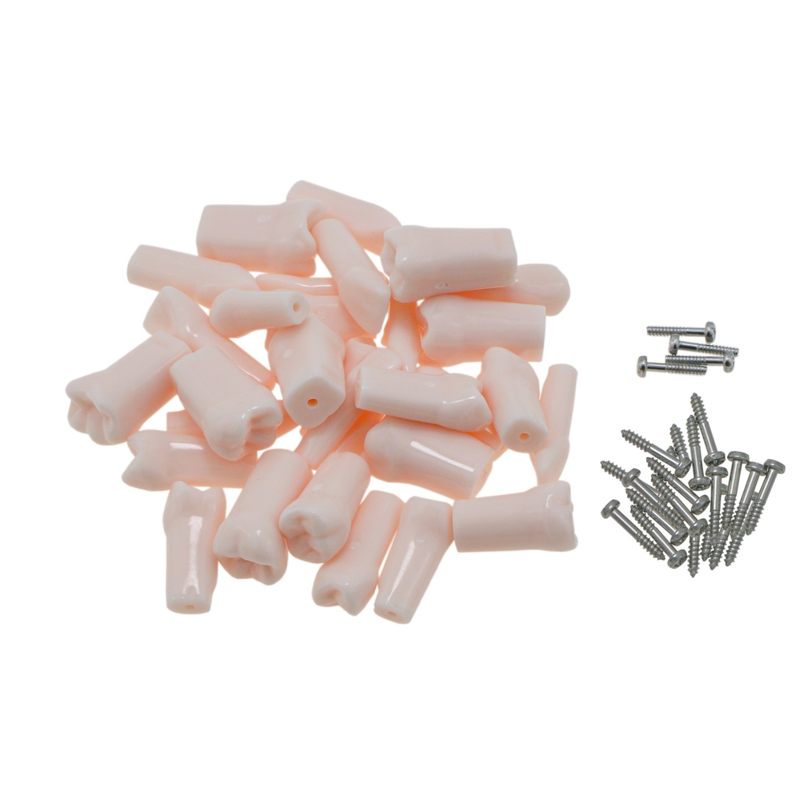 Kilgore Nissin 200/500 Dental Typodont Model With Removable Teeth Mounting Pole