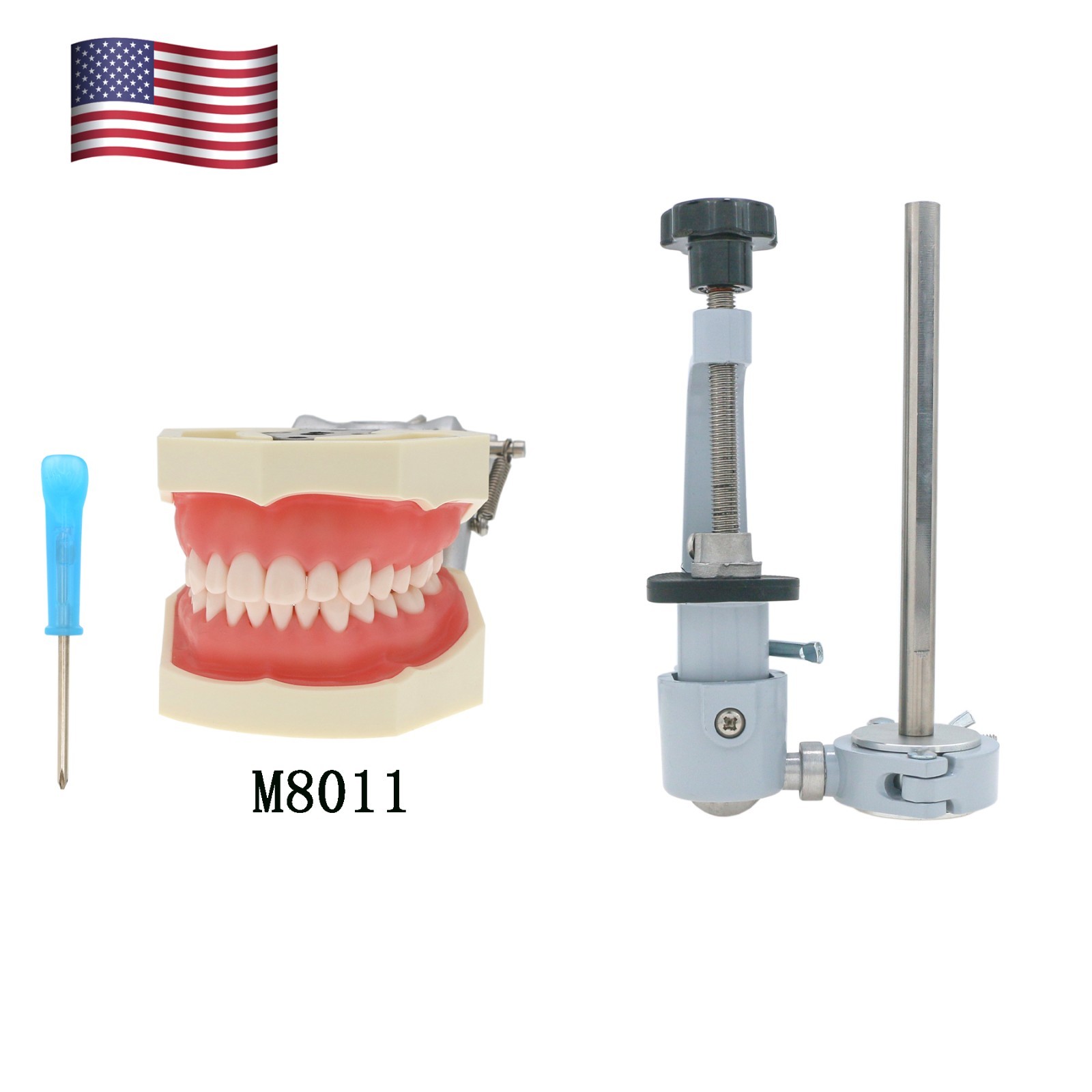 Kilgore Nissin 200/500 Dental Typodont Model With Removable Teeth Mounting Pole