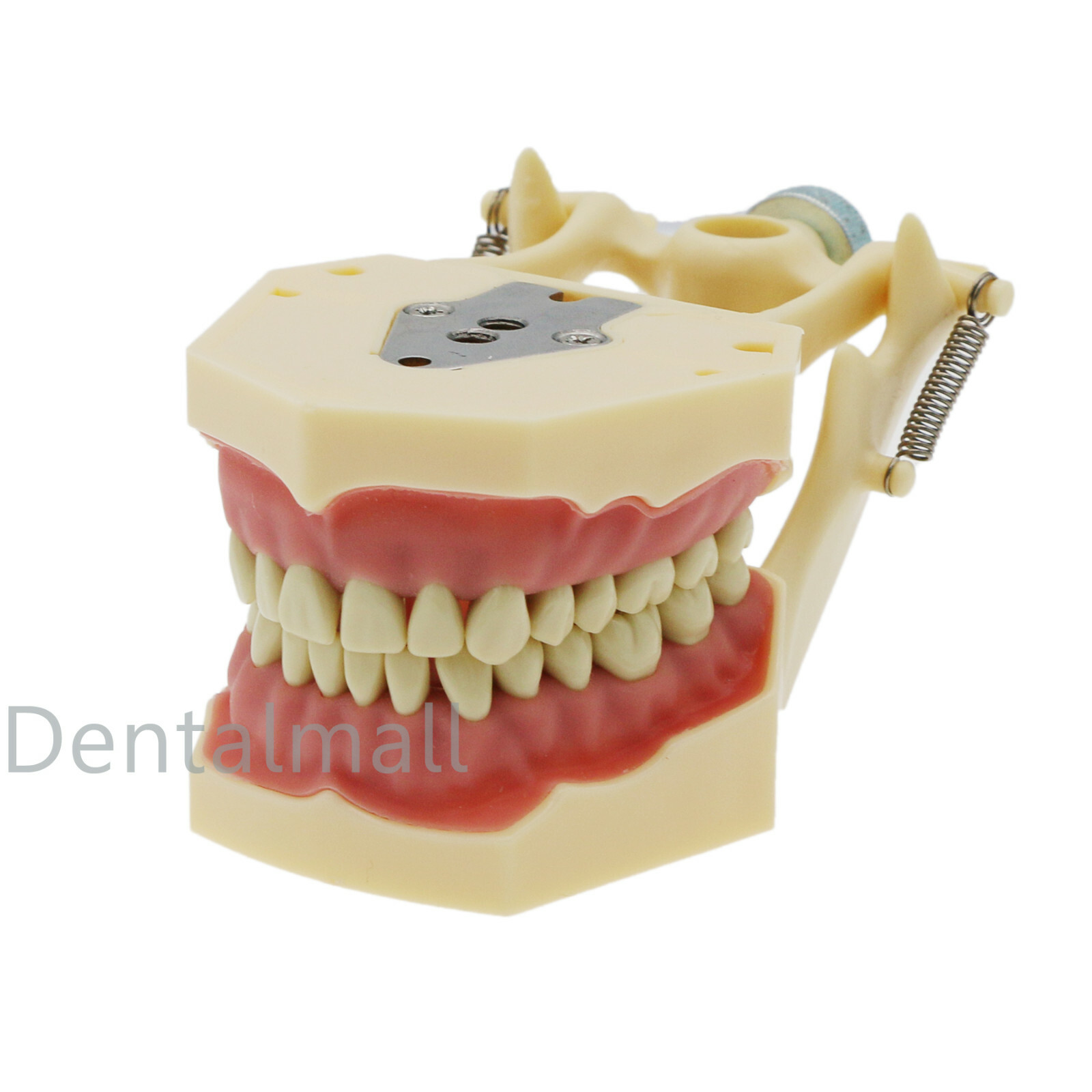 Dental Frasaco AG3 Type Restorative Typodont Model 32pc Marked Teeth M8014-2