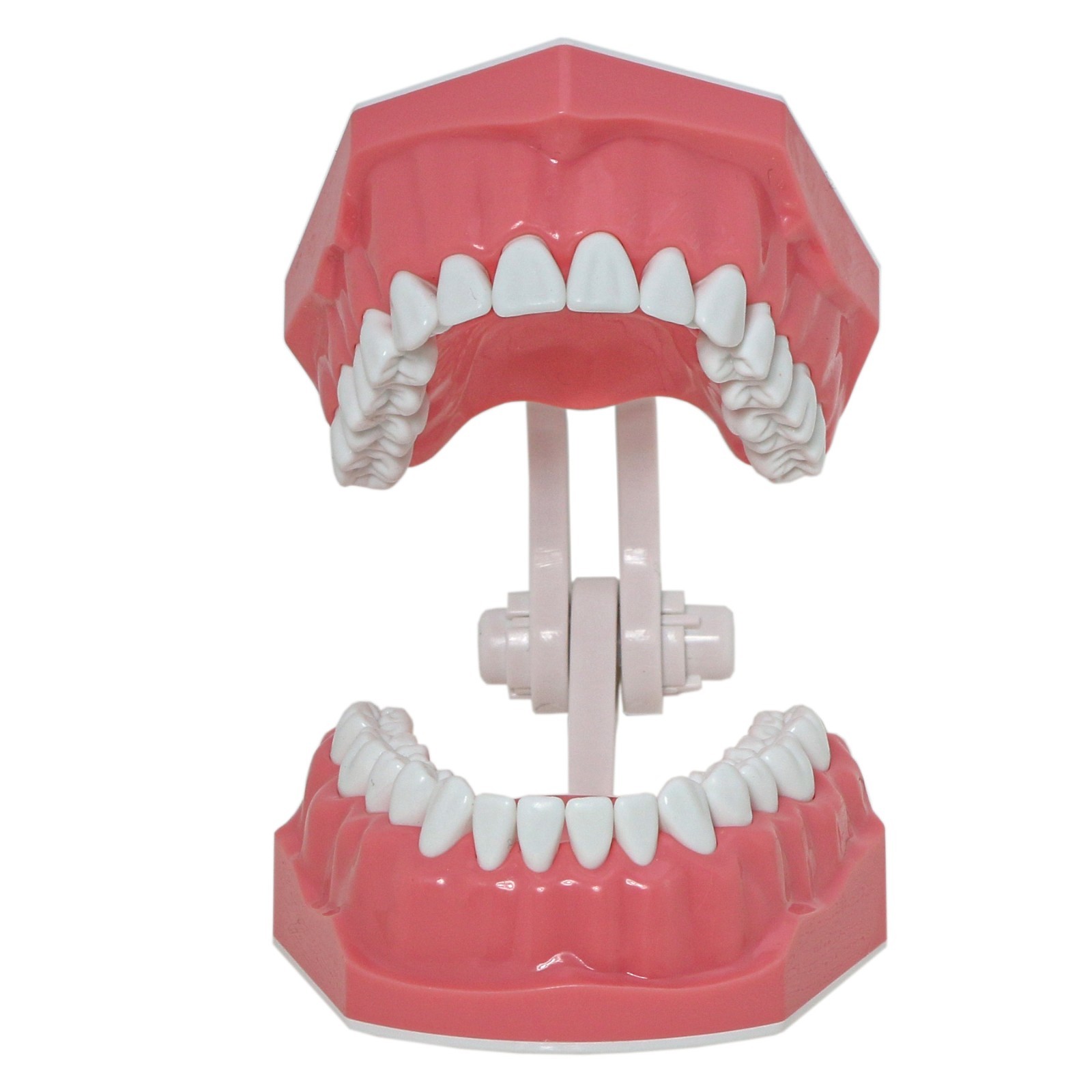 Dental Teeth Model Standard 1:1Brushing Flossing Practice Teaching Model M7010-1