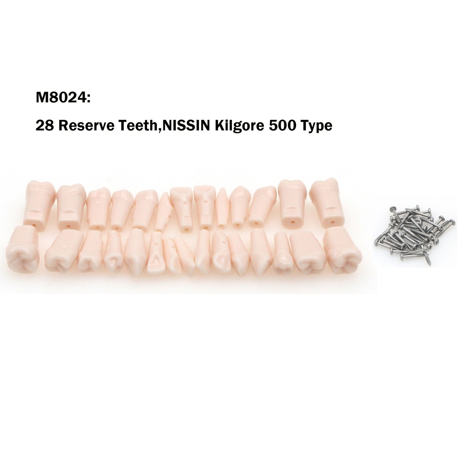 Kilgore Nissin 200/500 Dental Typodont Model With Removable Teeth Mounting Pole