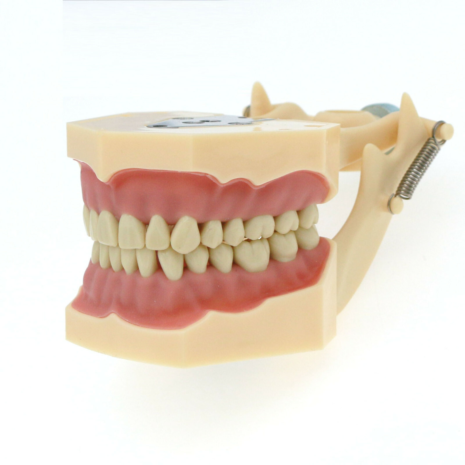 Dental Frasaco AG3 Type Restorative Typodont Model 32pc Marked Teeth M8014-2