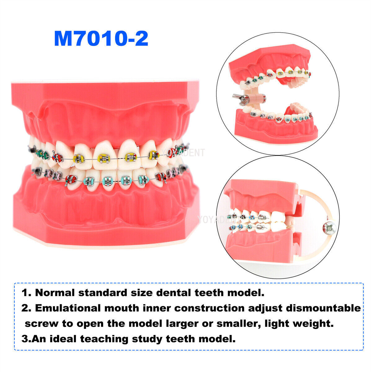 US Dental teeth Model Preparation Training Teaching Ortho Implant Typodont Demo