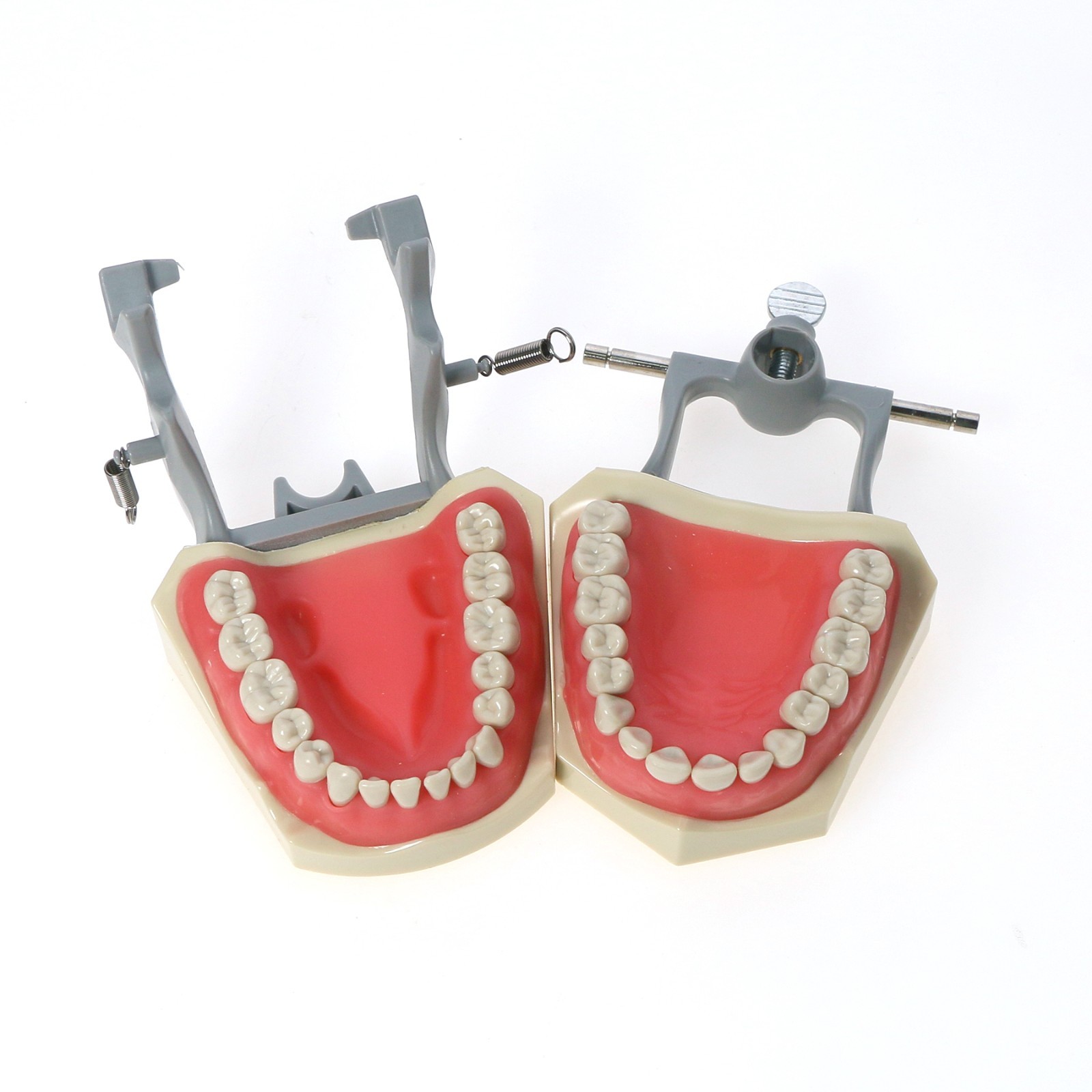 US Dental Typodont Teeth Model Mounting Pole Fit Columbia Kilgore Nissin Frasaco