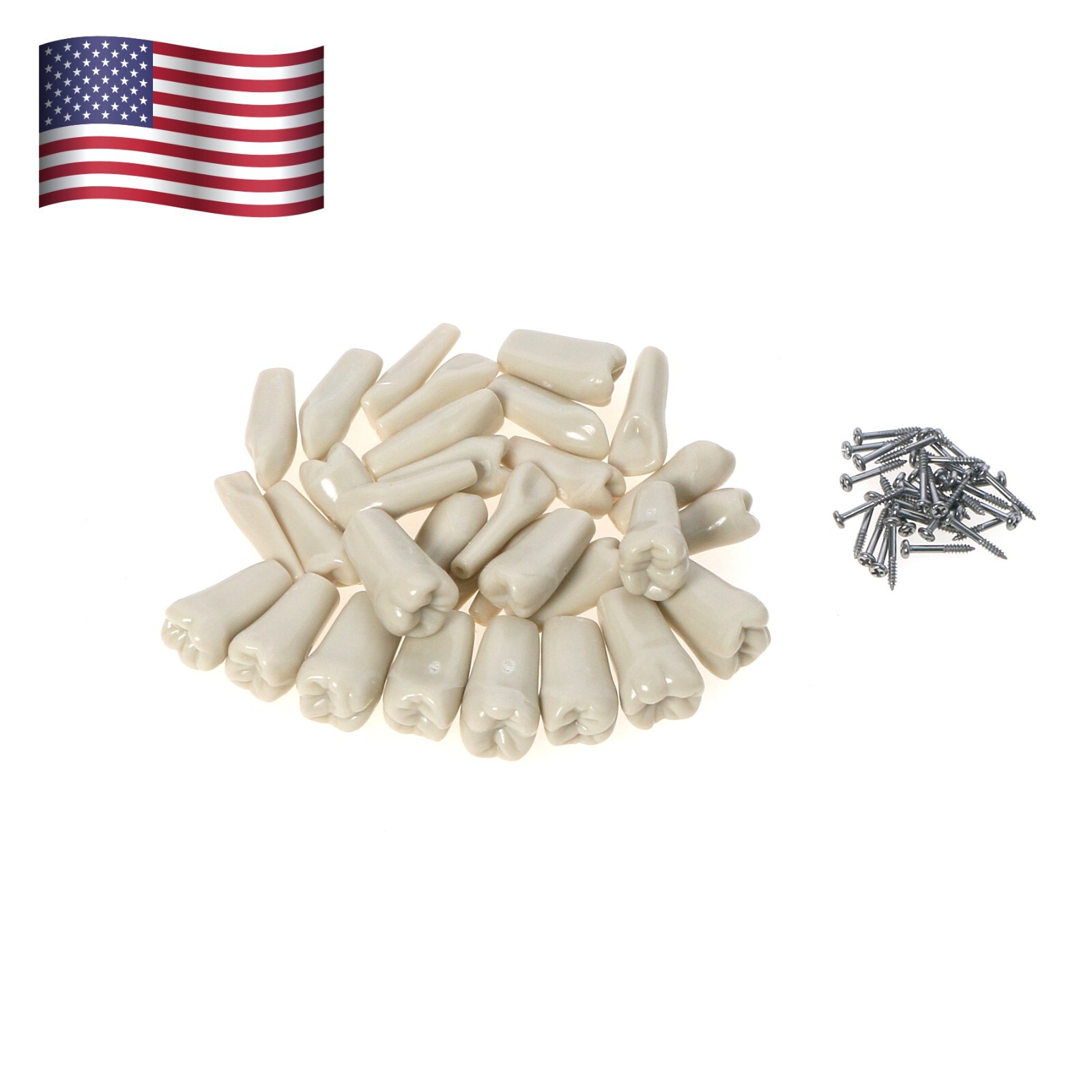 Columbia Dentoform 860 Dental Typodont 32PCS Teeth Replacement Removable