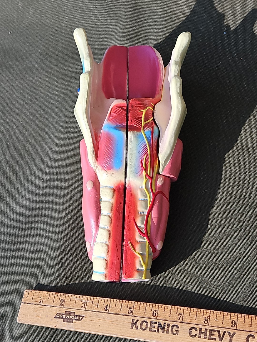 3-D Human LARNYX Anatomical Model 3 Part Doctor’s Office Student Teaching Doll