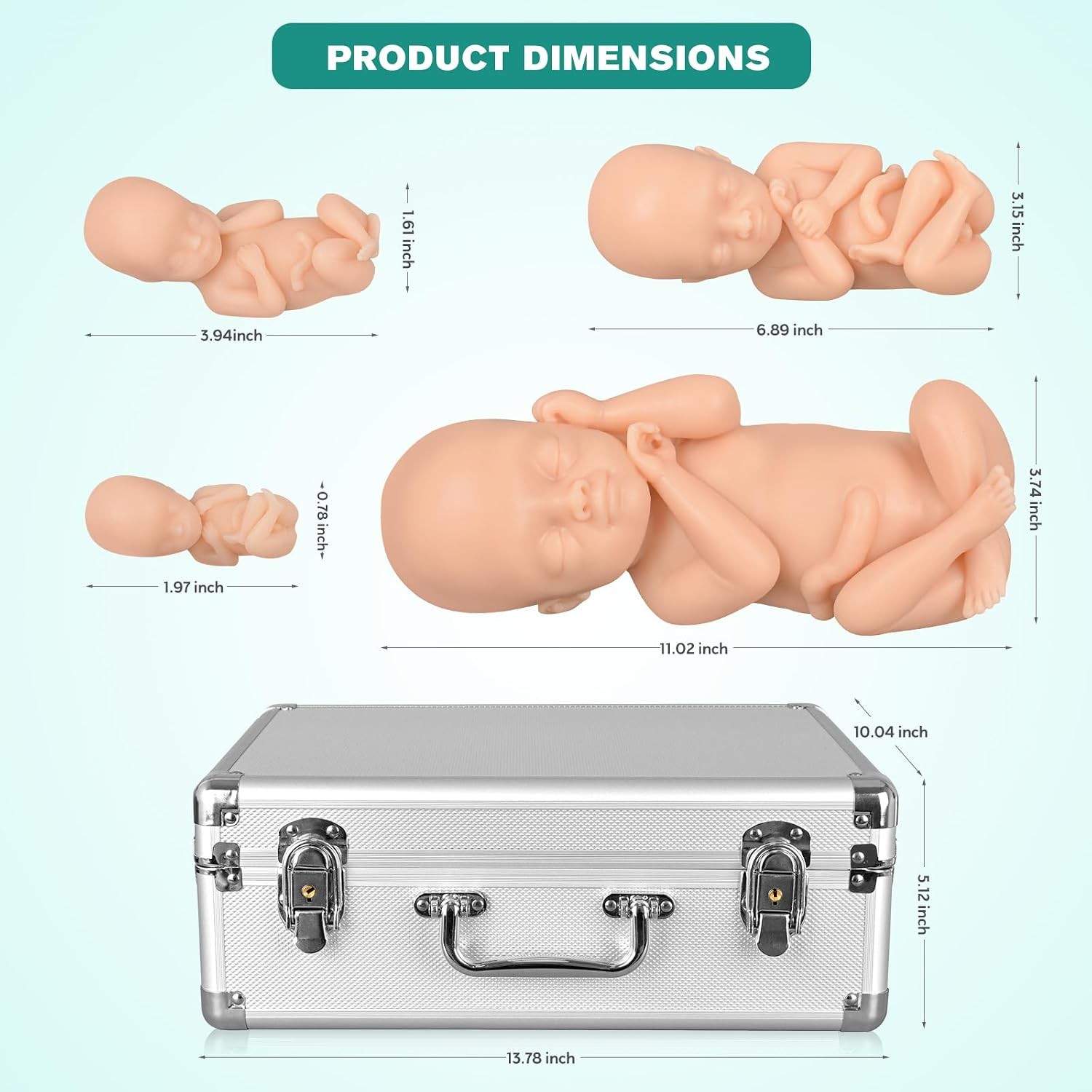 Fetus Teaching Model Set 12 16 22 30 Week Male Pregnancy Education Silicone..