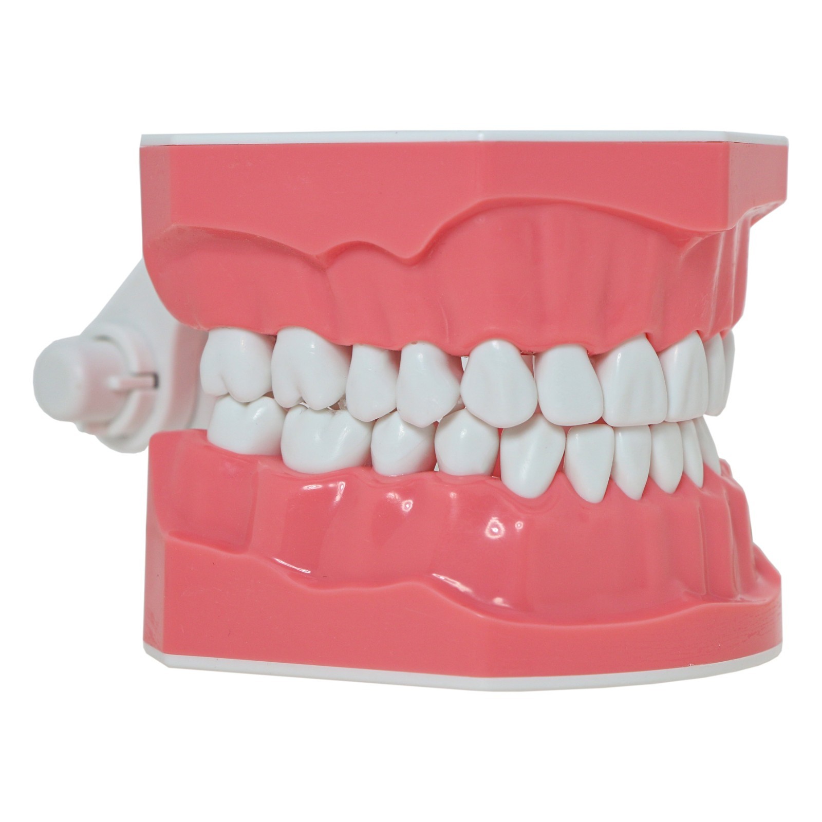 US Dental Orthodontic Model Brushing Flossing Practice Teeth Model with Brackets