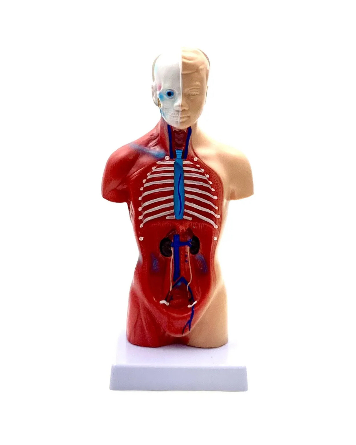 Model Human Body Torso Anatomy For School Science Teacher Doctor Office Decor