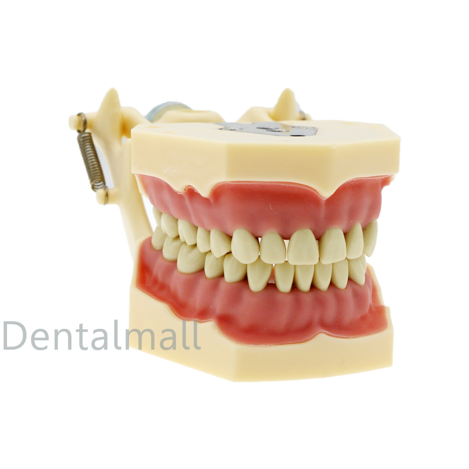 Dental Frasaco AG3 Type Restorative Typodont Model 32pc Marked Teeth M8014-2