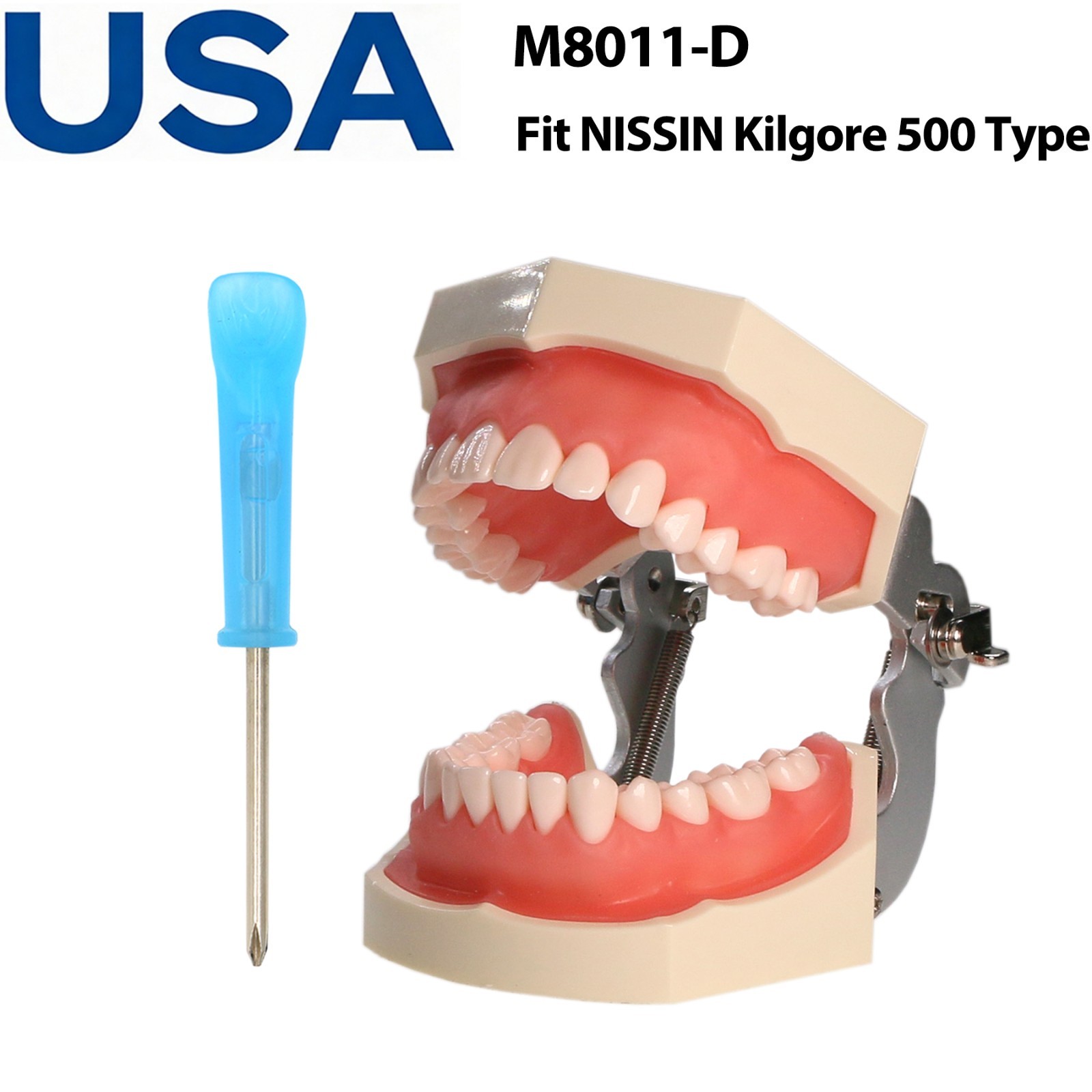US Dental Typodont Teeth Model Mounting Pole Fit Columbia Kilgore Nissin Frasaco