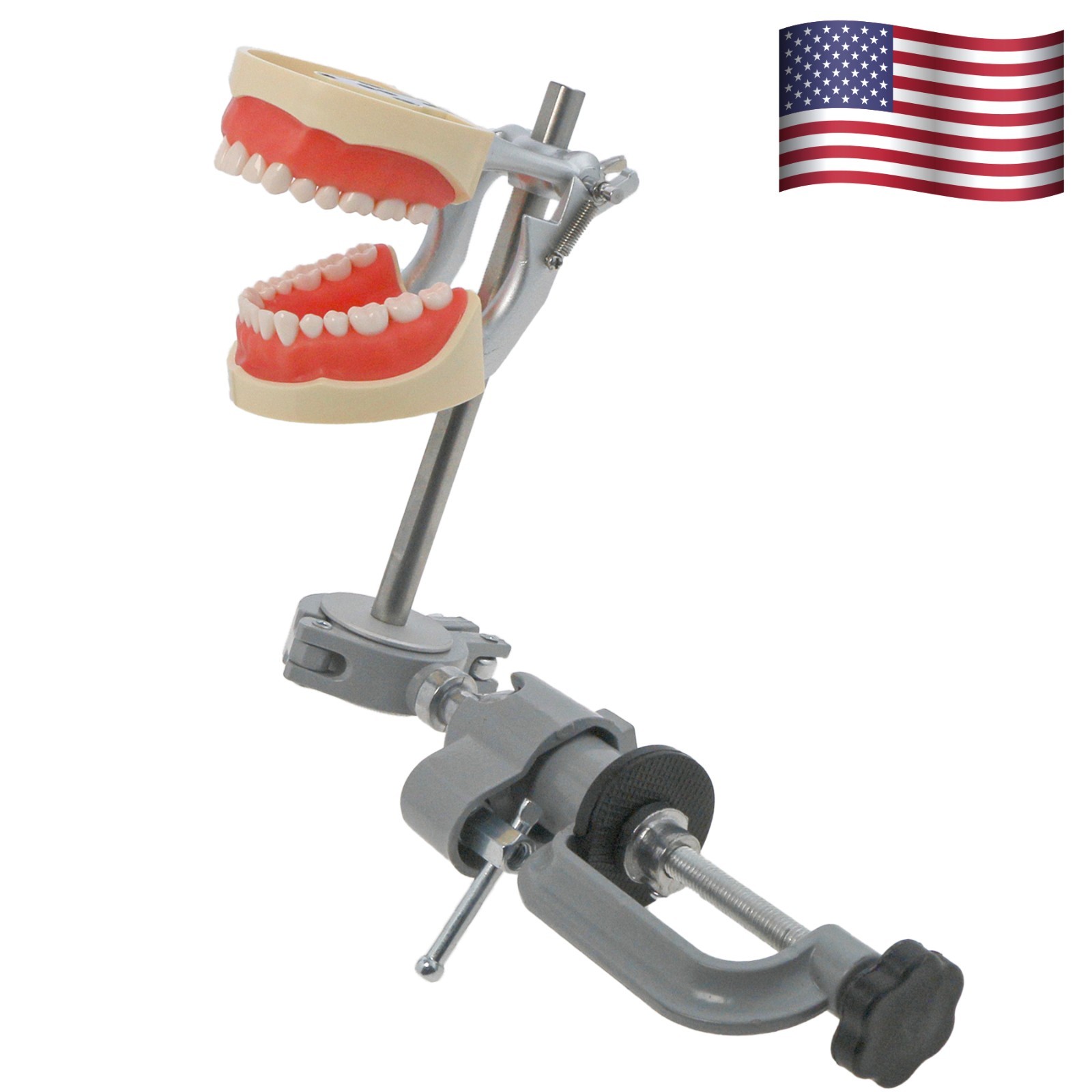 Kilgore Nissin 200 Type Dental Mounting Pole Typodont Model 32pc Removable Teeth