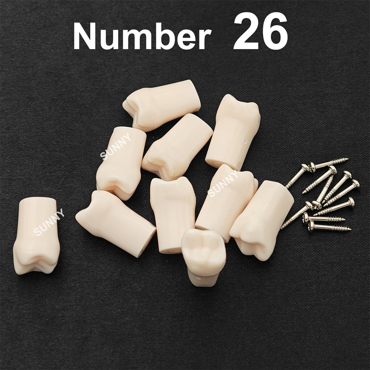 Dental Typodont Teeth Replacement Set of 40 Teeth Kilgore Nissin 500 Fit Screws