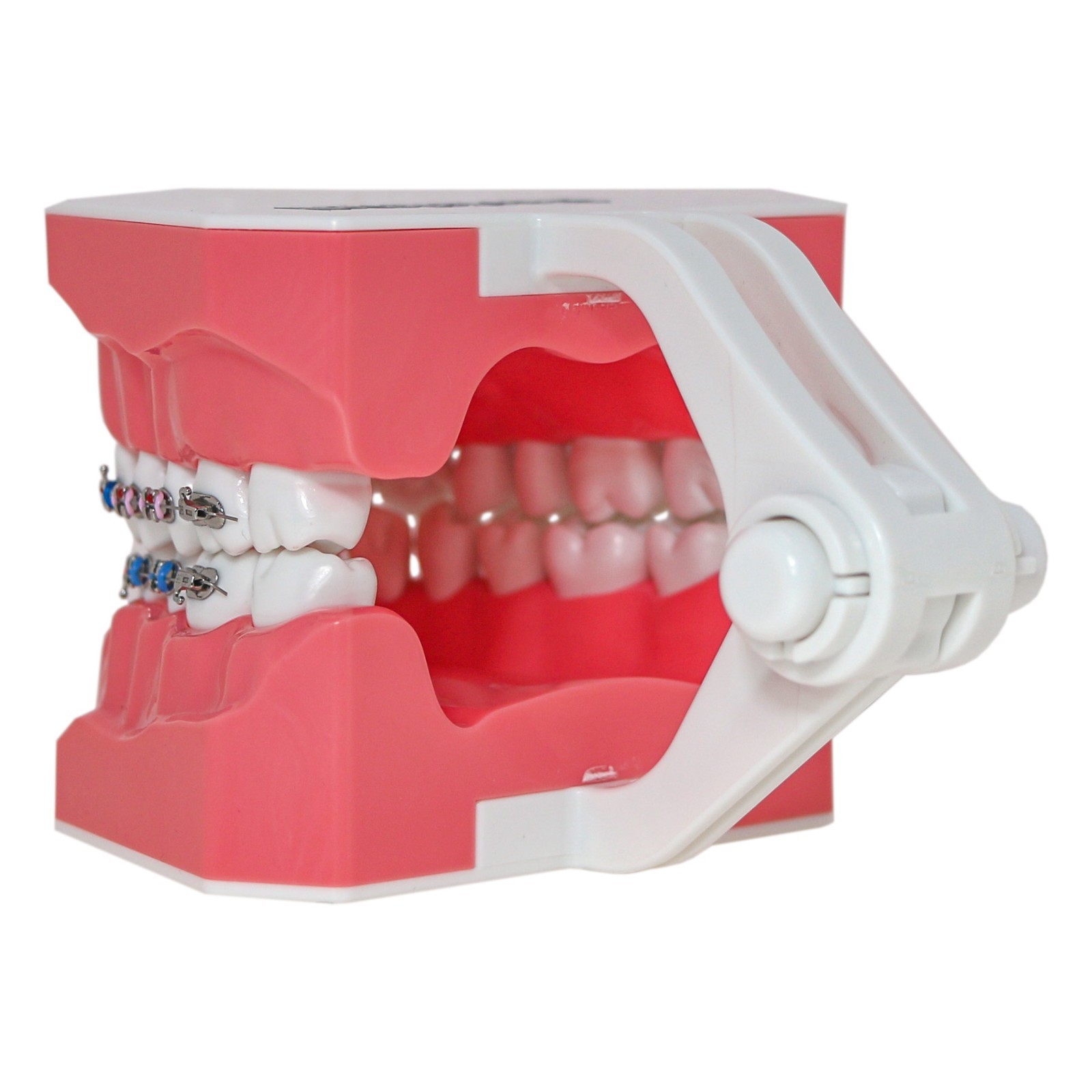 US Dental Orthodontic Model Brushing Flossing Practice Teeth Model with Brackets