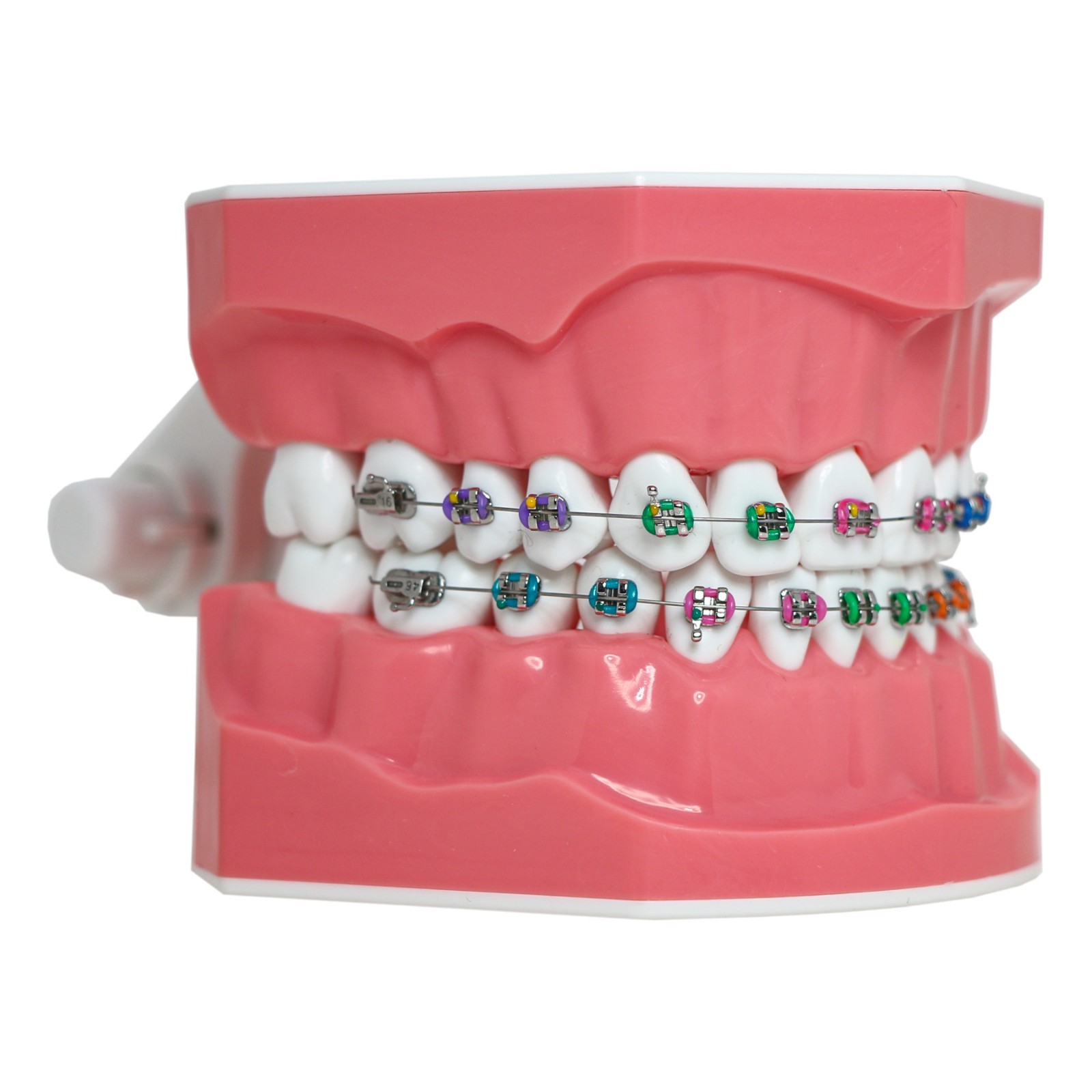 US Dental Orthodontic Model Brushing Flossing Practice Teeth Model with Brackets