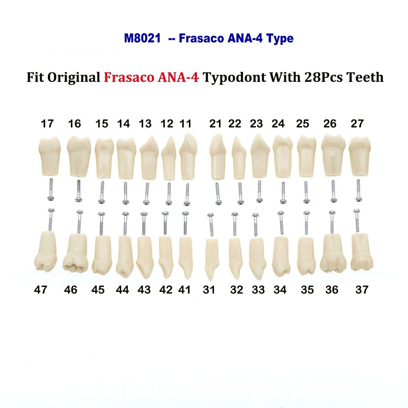 1/3/5/10/20Pcs Dental Frasaco ANA-4 28Pcs Typodont Screw-in Teeth Model